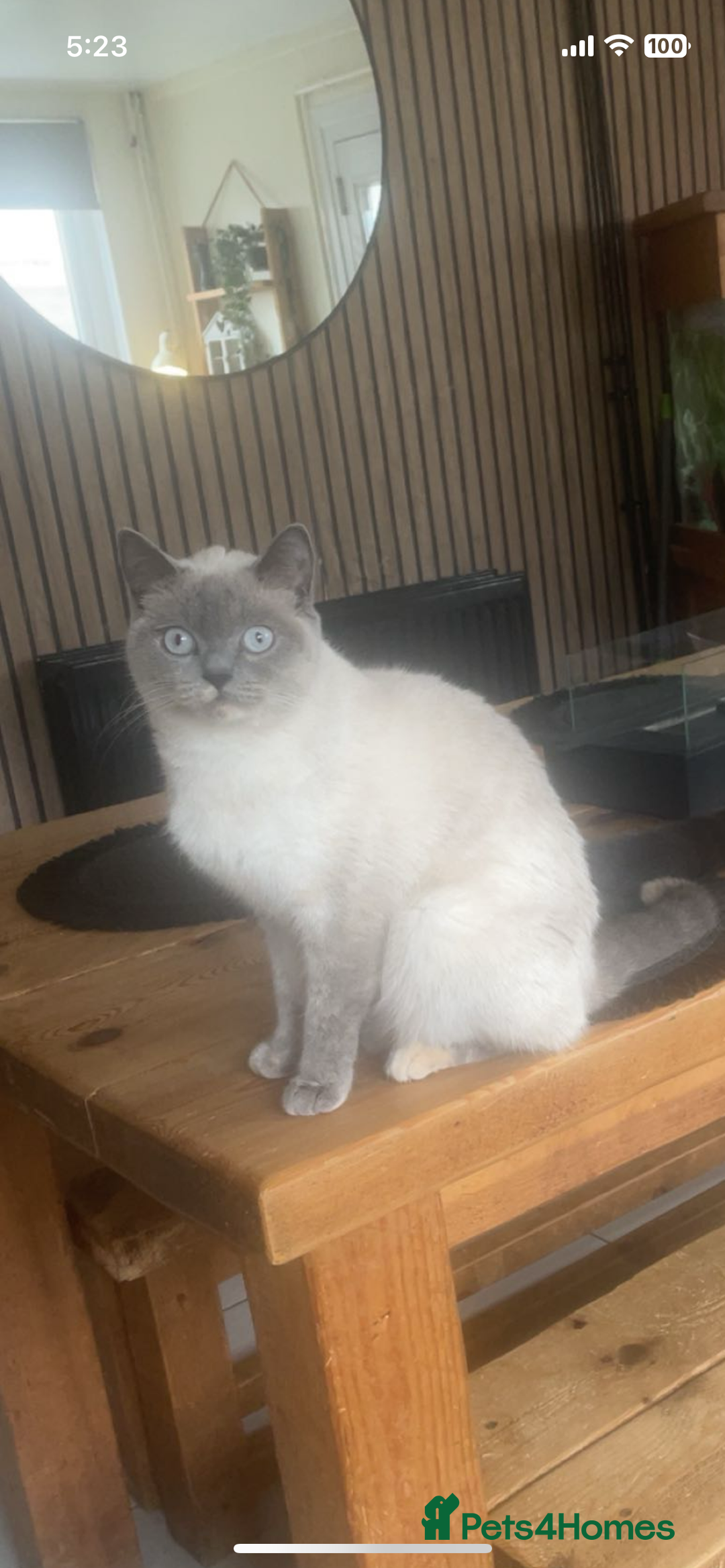 British Shorthair cats for sale: British shorthair x - Image 1