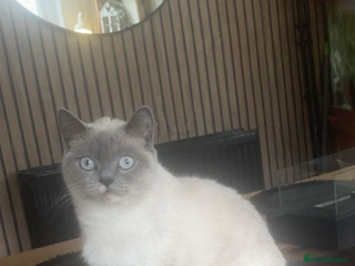 British Shorthair cats - Advert 35