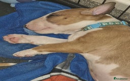 English Bull Terrier dogs for sale: English bull terrier !!! Last boy !!! - Image 31