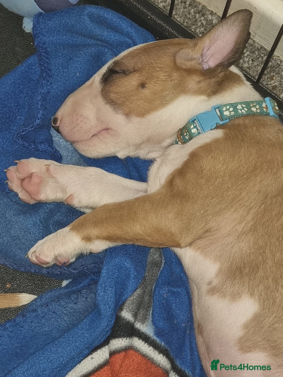 English Bull Terrier dogs for sale: English bull terrier !!! Last boy !!! - Image 31