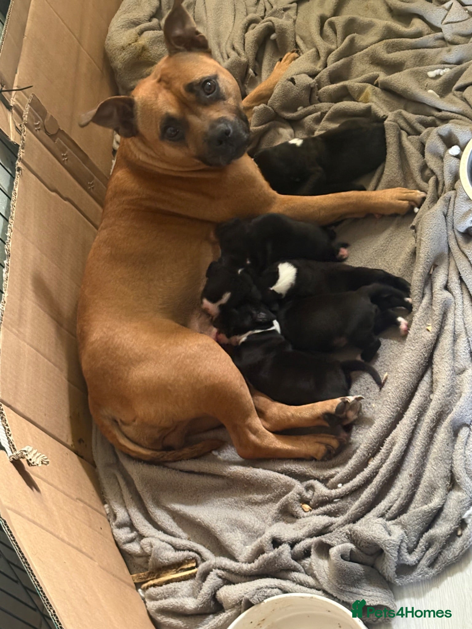 Mixed Breed dogs Adorable Staffy x  – 3 Girls & 3 Boys - Advert 14