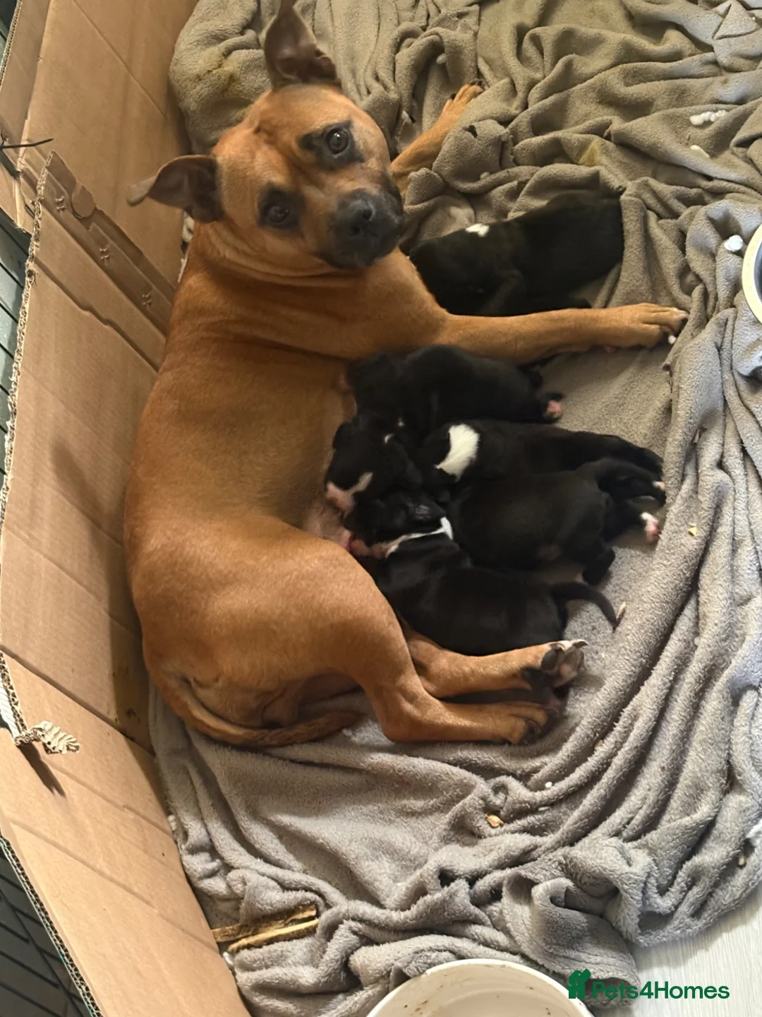 Mixed Breed dogs for sale: Adorable Staffy x  – 3 Girls & 3 Boys - Advert 4