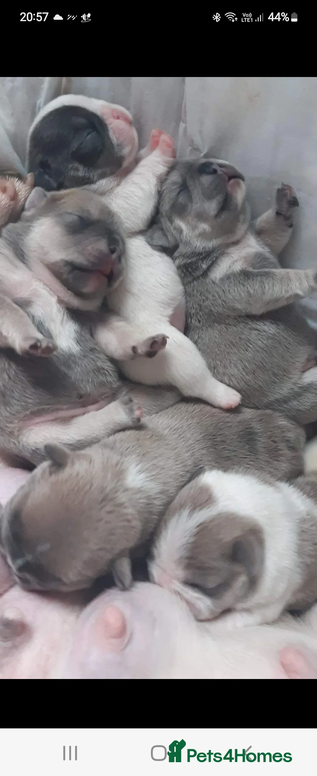 French Bulldog dogs for stud: Amazing structure and quality ‼️ in Ebbw Vale - Advert 25