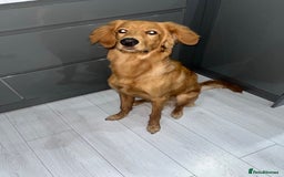 Mixed Breed dogs for sale: Loving home needed!  - Image 1