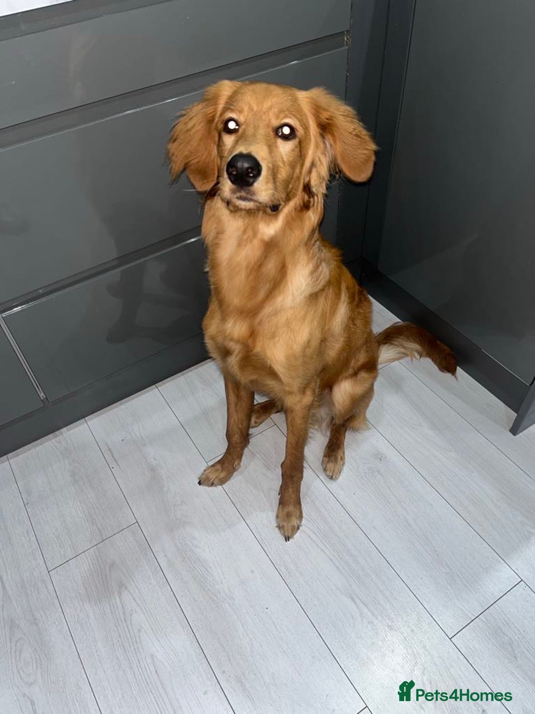 Mixed Breed dogs for sale: Loving home needed!  - Image 1