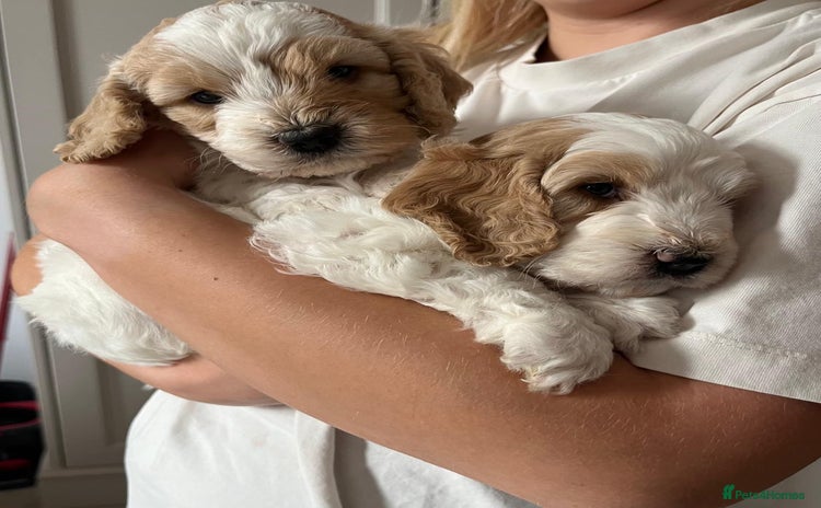 Cockapoo dogs - Advert 15