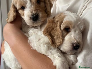 Cockapoo dogs - Advert 26