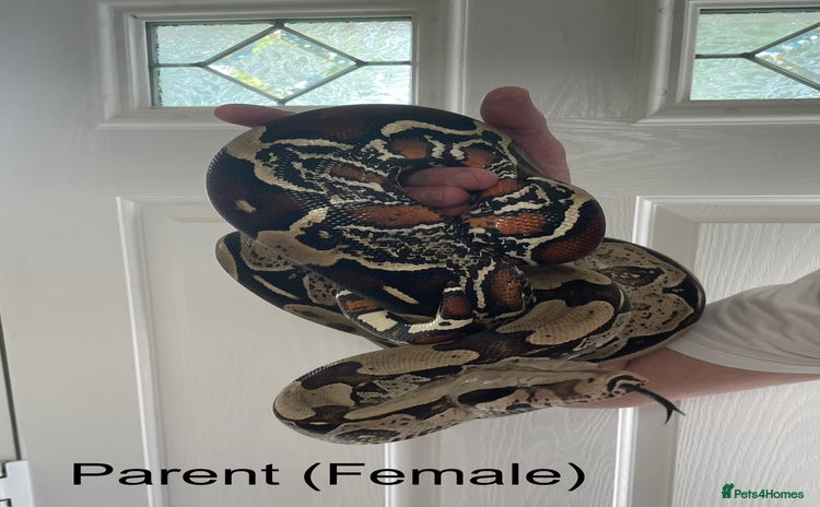 Boa Snake reptiles - Advert 2