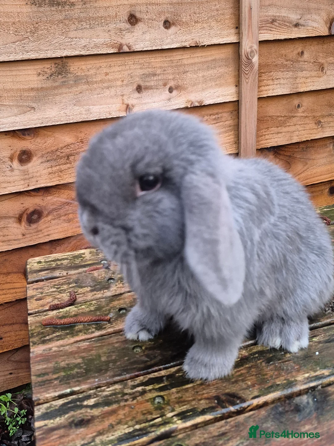 Mini Lop rabbits for sale: Mini lop doe - Advert 2