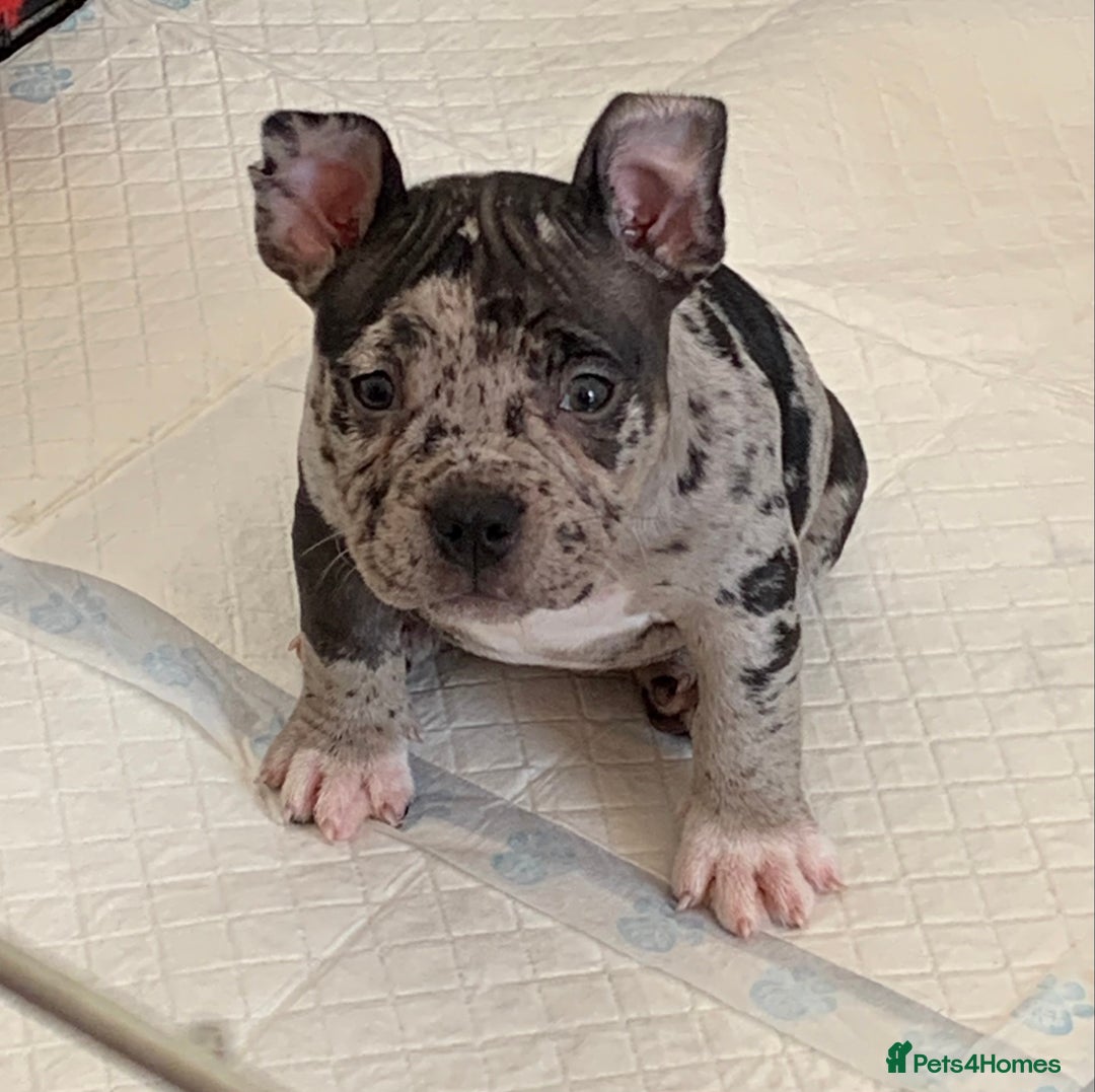 American Bully dogs for sale: Pocket bully pups - Image 14