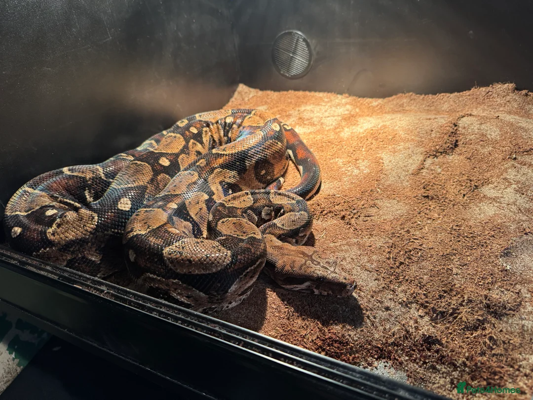 Boa Snake reptiles for sale: Bci for sale pick up only  - Advert 3