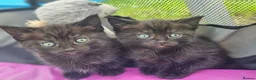 Mixed Breed cats for sale: Half Bengal Kittens - Advert 7