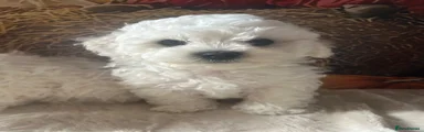 Bichon Frise 2