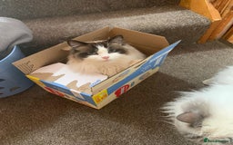 Ragdoll cats for adoption: Dexter the rescue ragdoll - Image 11