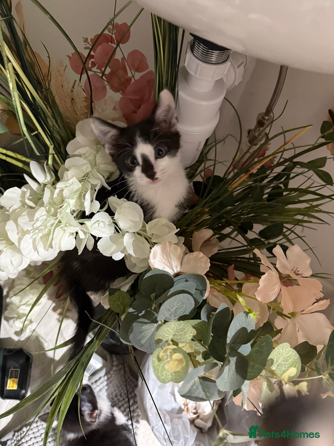 Oriental cats for sale: The Cutest Babies Hand Reared From 2 Weeks - Image 28