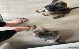 Cane Corso dogs for sale: Cane Corso puppies - Image 2