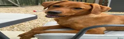 Labrador Retriever dogs for sale: 9 months old puppy  in Buckie - Advert 5