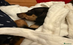 Mixed Breed dogs for sale: Jack Chi (named Loki)  - Advert 2