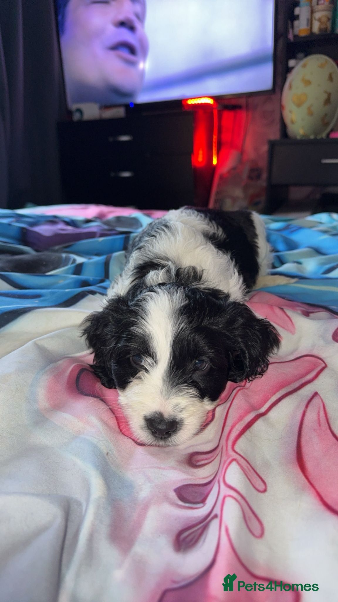 Cockapoo dogs 1 cockapoo girl pup left ready to leave now ❤️ - Advert 15