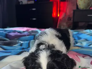 Cockapoo dogs 1 cockapoo girl pup left ready to leave now ❤️ - Advert 15