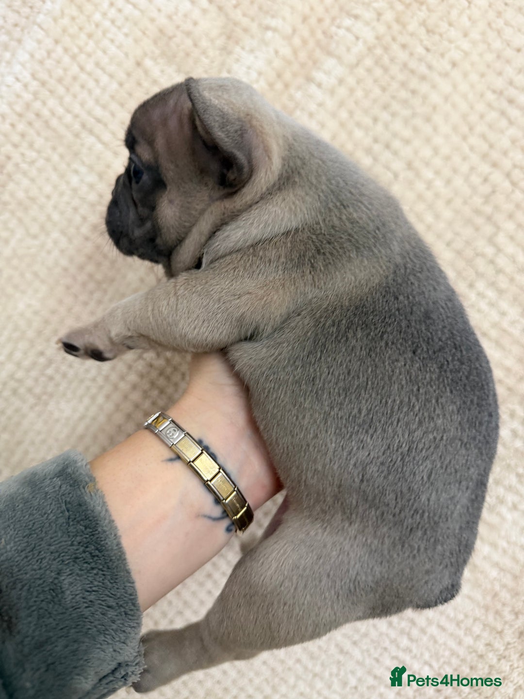 French Bulldog dogs for sale: French bulldog puppys - Advert 5