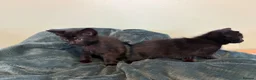 Mixed Breed cats for sale: Black kittens male and female  in Walsall - Advert 3