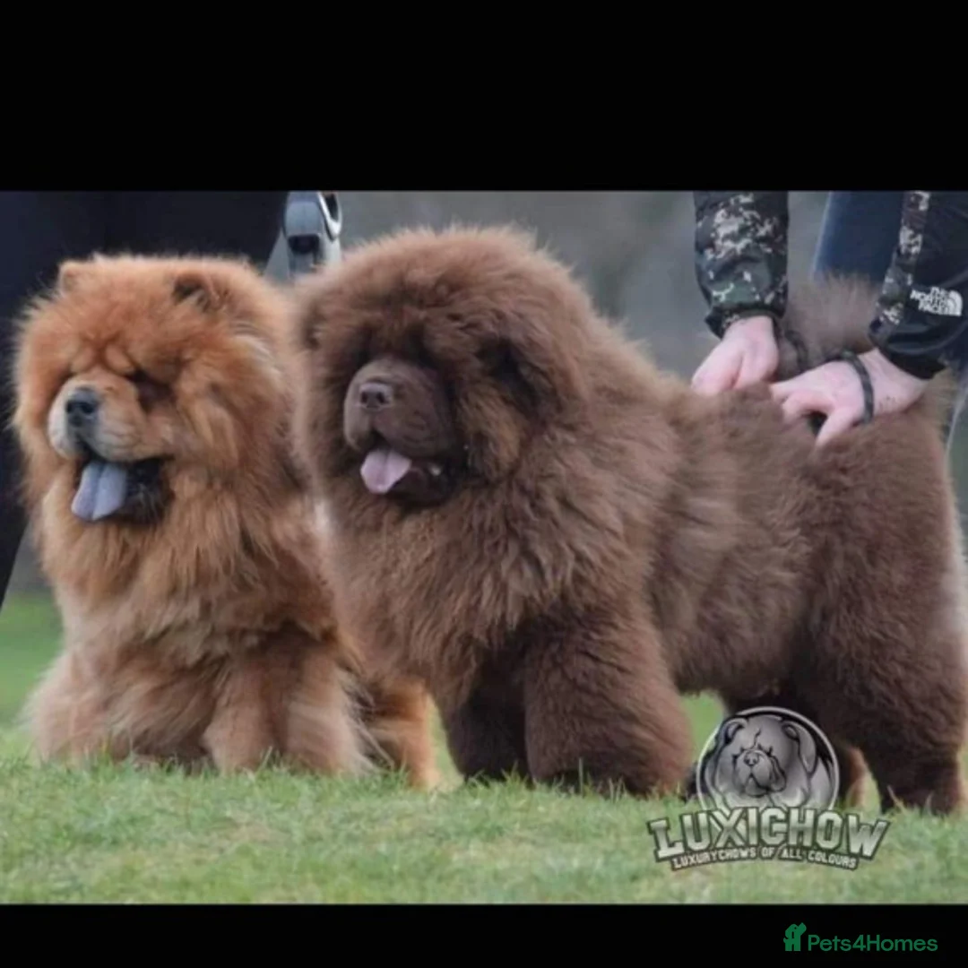 Chow Chow dogs for stud: Mr Baloo Bear - Pedigree Stacked with Champs🏆 in Tipton - Advert 4