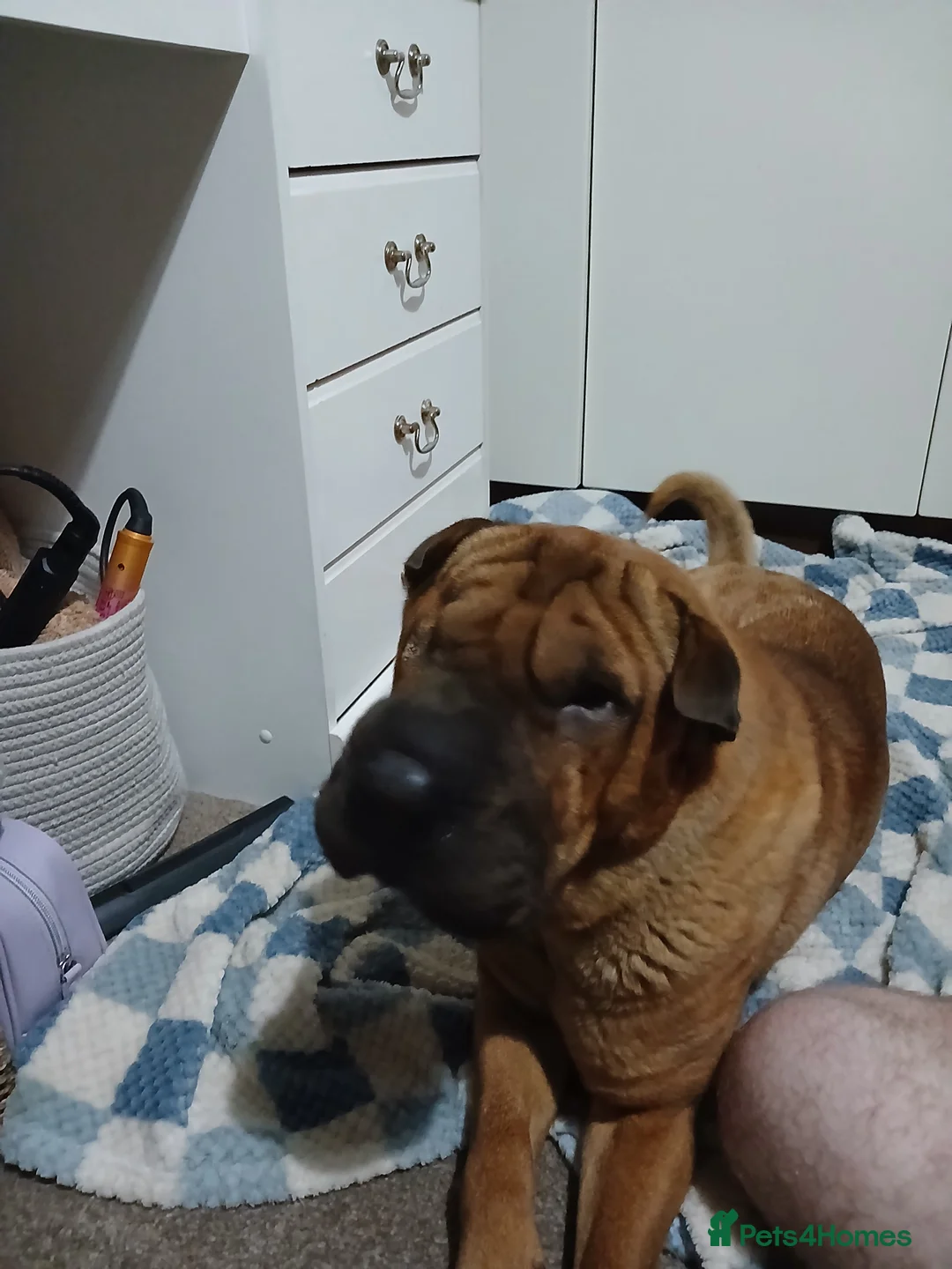Shar Pei dogs for sale: 5 year old shar pei for rehome  in Wednesbury - Advert 4