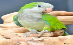 Parrots birds for sale: Baby Quaker parrots with FREE big cage and food - Image 1