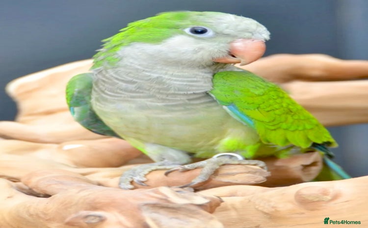 Parrots birds - Advert 11