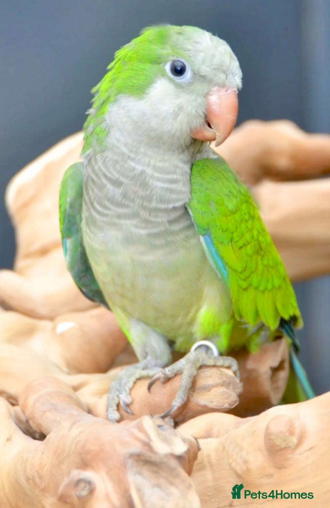 Parrots birds for sale: Baby Quaker parrots with FREE big cage and food - Image 1