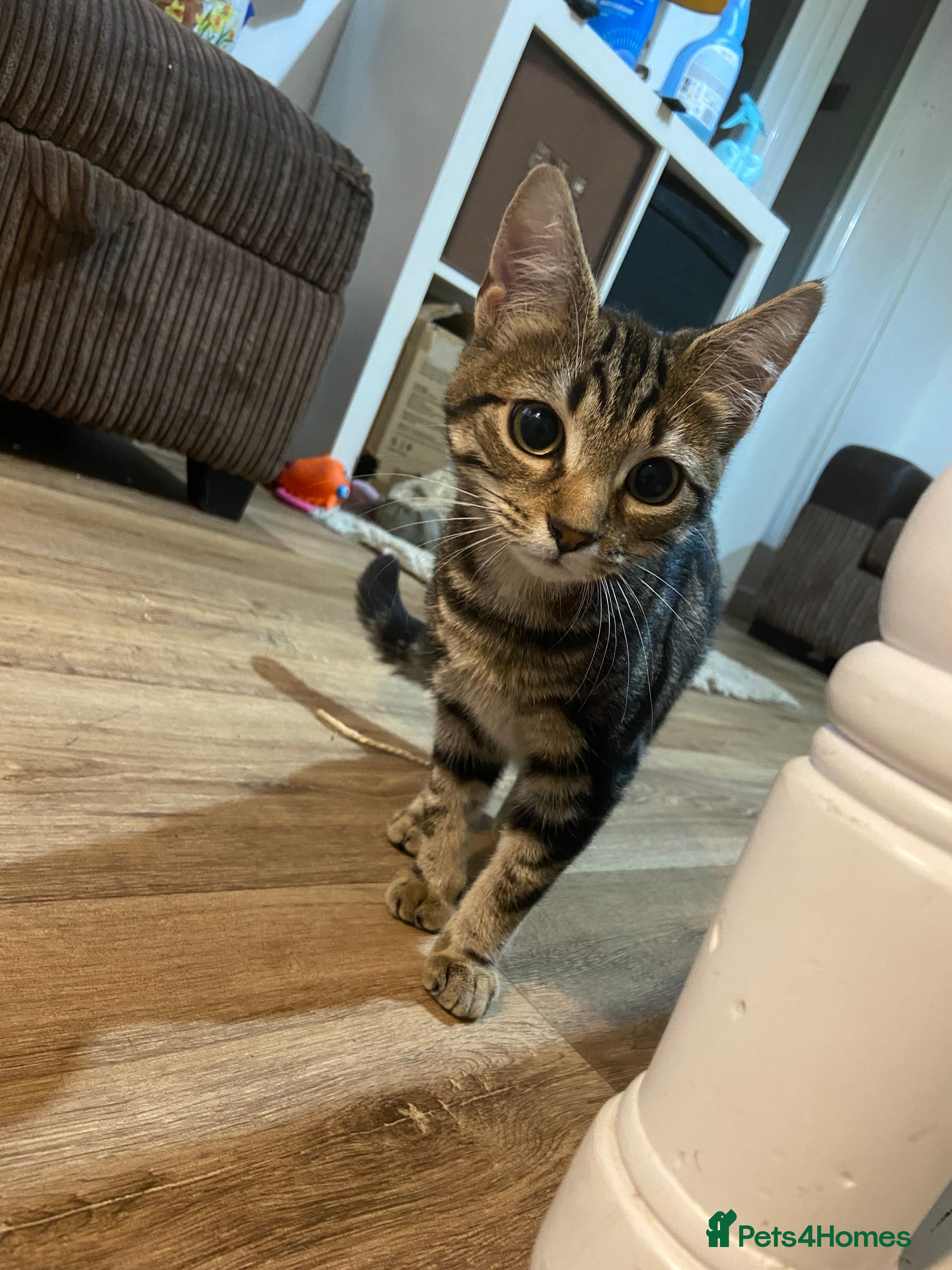 Domestic Shorthair cats Gorgeous tabby kitten  - Advert 14