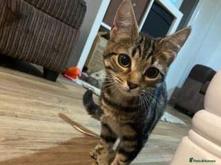 Domestic Shorthair cats - Advert 5