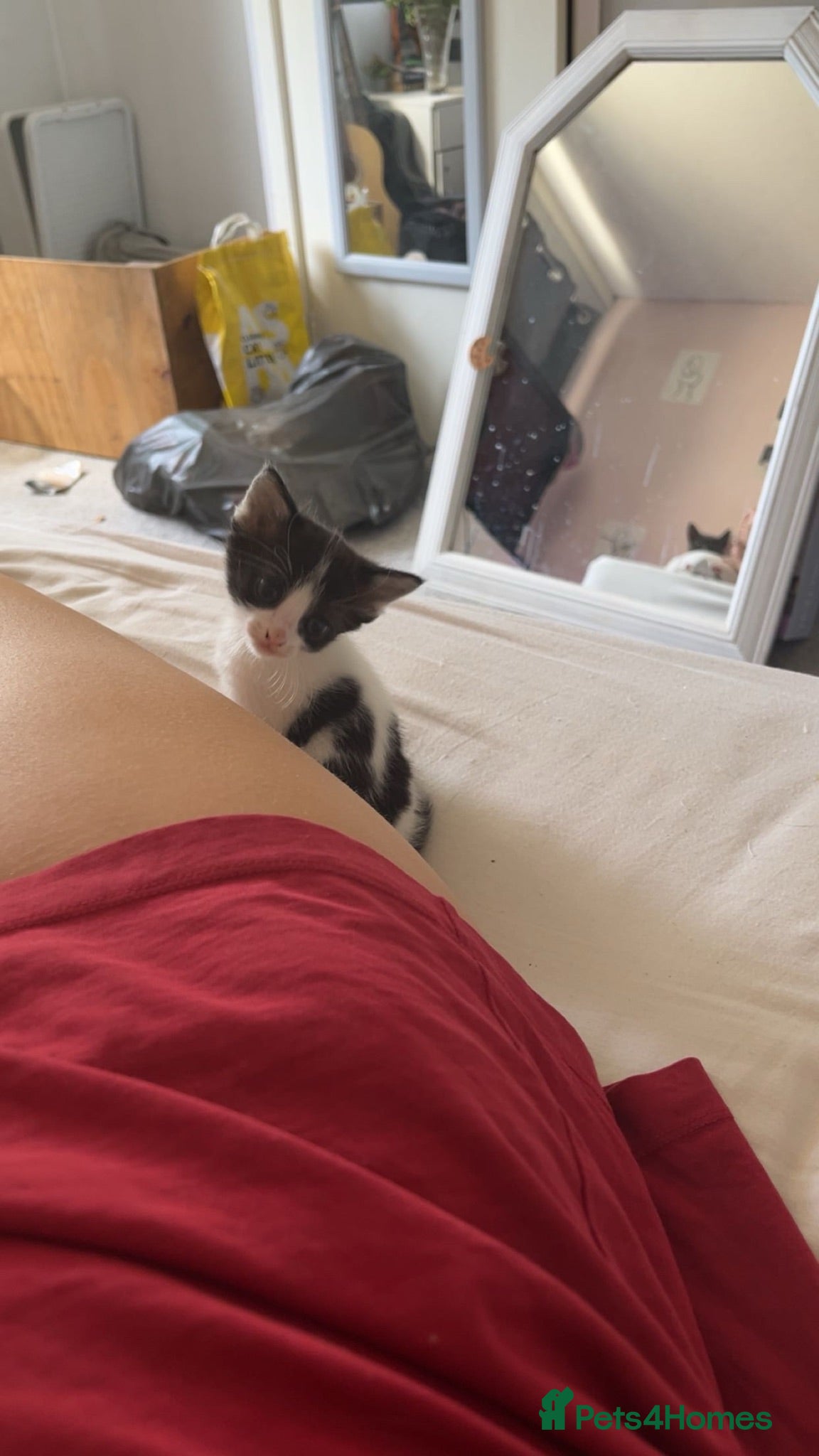 Mixed Breed cats 2 kittens for sale  - Advert 2