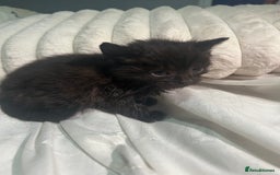 Mixed Breed cats for sale: Mixed breed kitten - Image 2