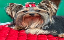 Yorkshire Terrier dogs for sale: KC registered champion blood puppies  - Image 14