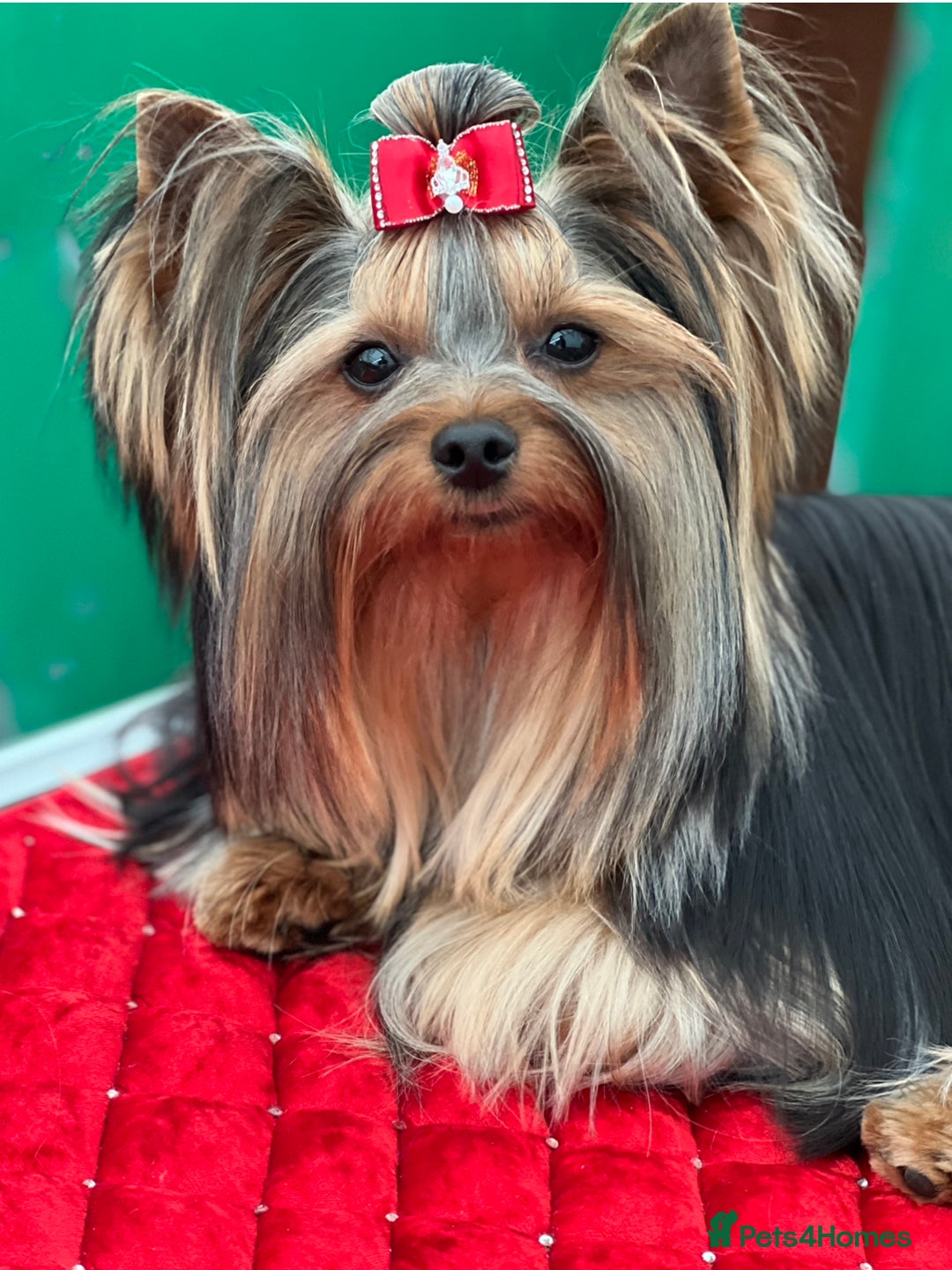 Yorkshire Terrier dogs for sale: KC registered champion blood puppies  - Image 14