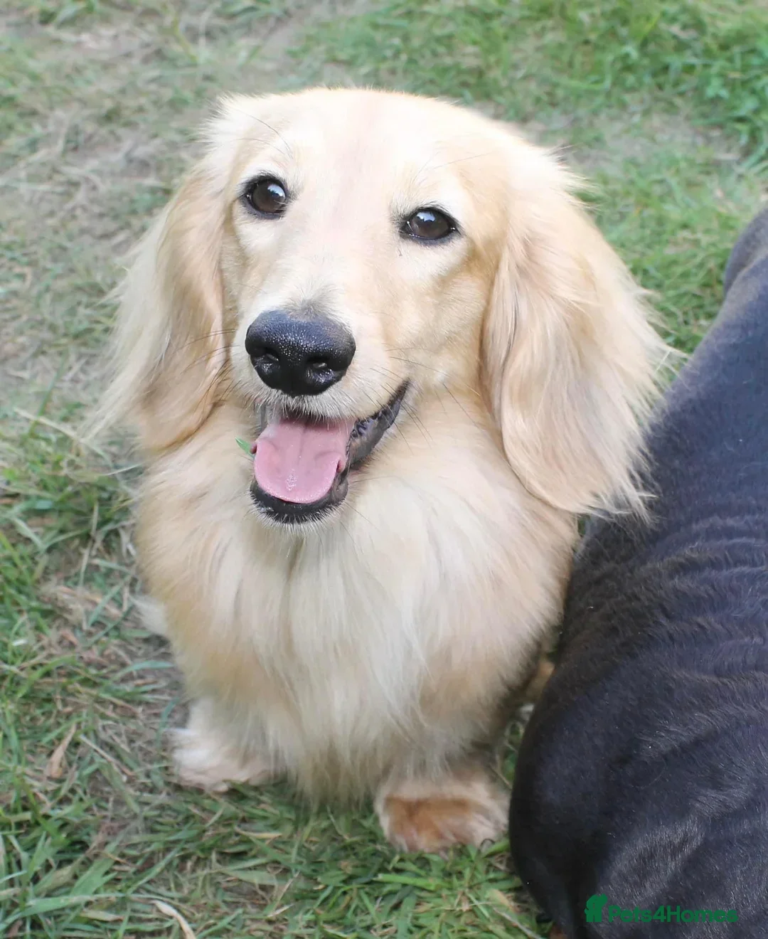 Miniature Dachshund dogs for stud:  Cream i/i long haired Miniature Dachshund  in Newton Abbot - Advert 8