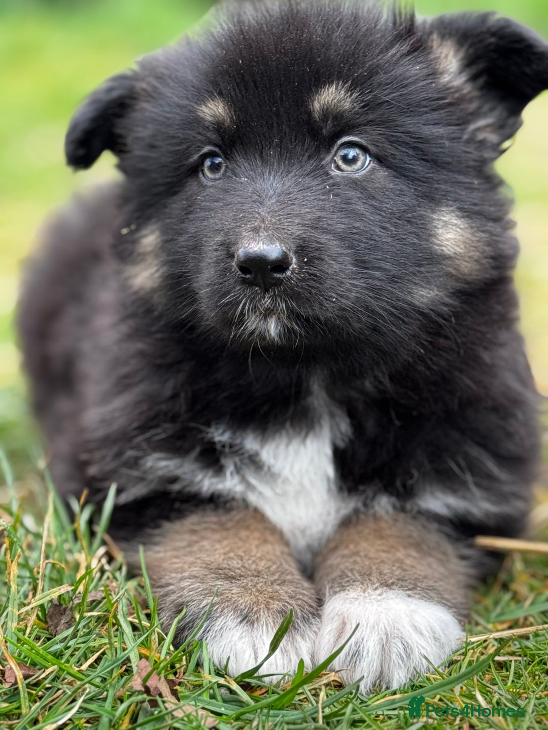 German Shepherd Husky Pit Mix Husky German Shepherd Pitbull Mix Black  Shiloh Shepherd Husky Mix, image size:1080x1440