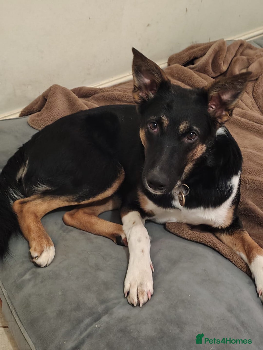 Mixed Breed dogs for adoption: URGENT: ❤️LINDA- 9 months old medium-to-large❤️ - Advert 9