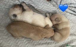 Mixed Breed dogs for sale: Beautiful litter of golden labradoodles - Image 13