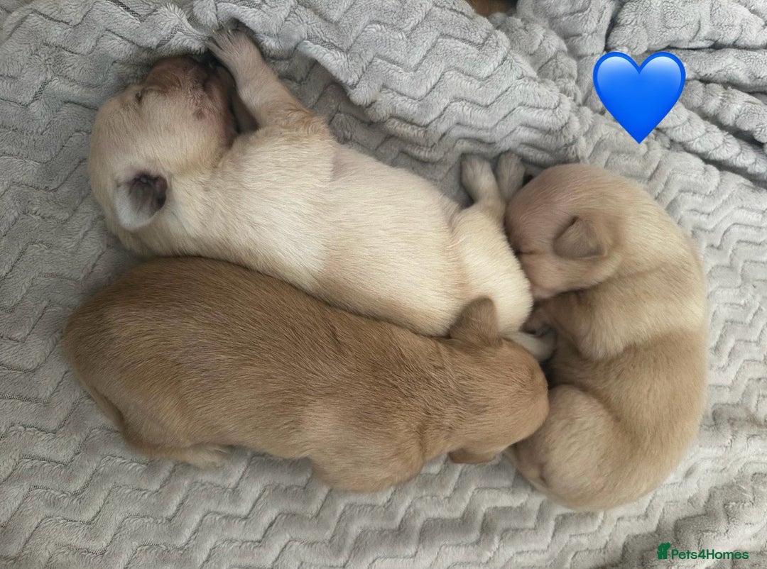 Mixed Breed dogs for sale: Beautiful litter of golden labradoodles - Image 13