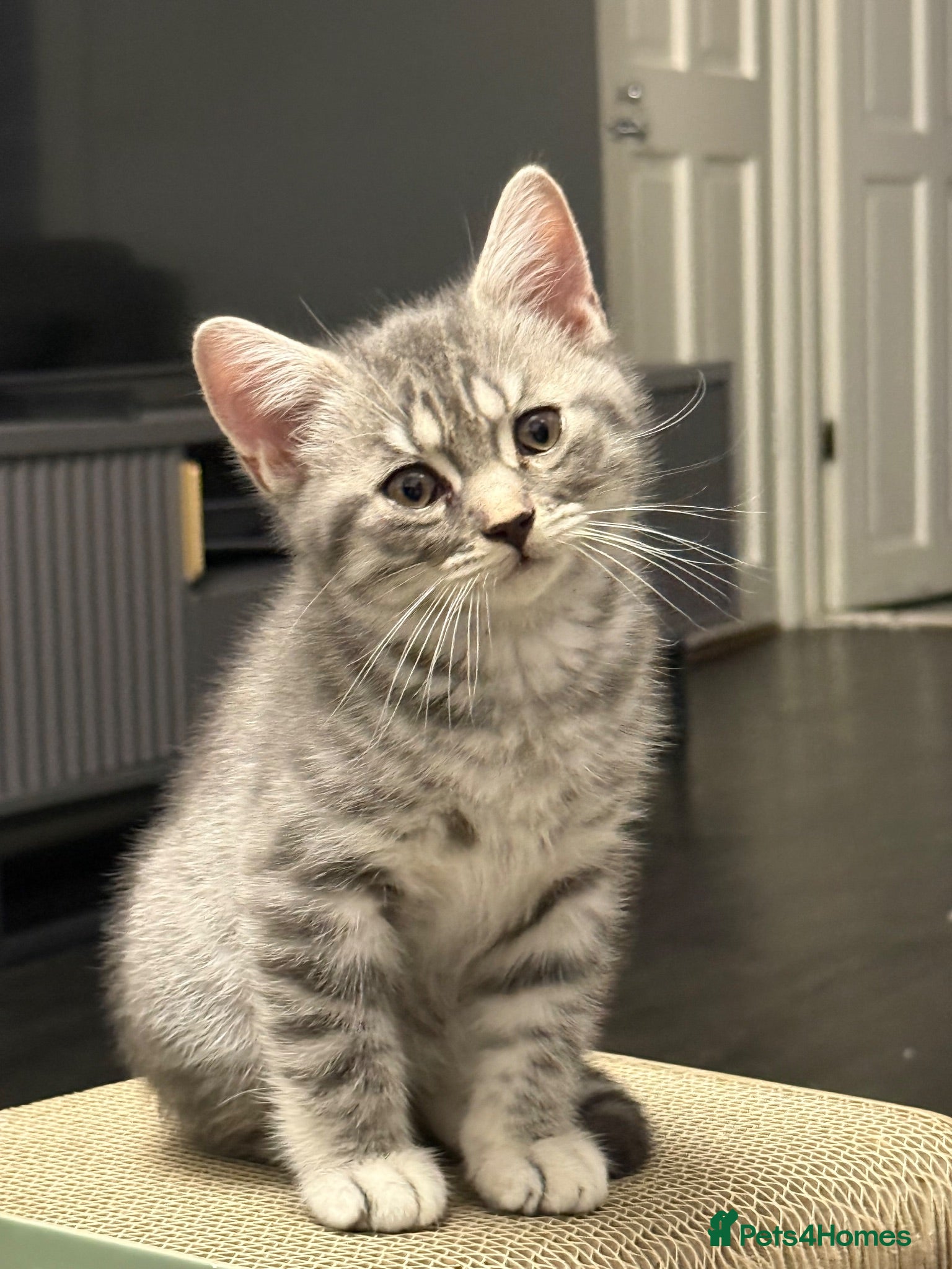 British Shorthair cats Beautiful Scottish Fold&Straight –Silver tabby’s  - Advert 15