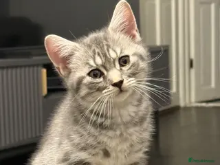 British Shorthair cats Beautiful Scottish Fold&Straight –Silver tabby’s - Advert 15