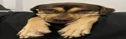 Mixed Breed dogs for sale: Female Dog  - Advert 6