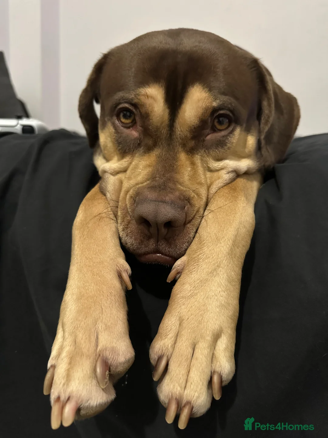 Mixed Breed dogs for sale: Female Dog  - Advert 6