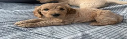 Goldendoodle dogs for sale: Beautiful Goldendoodle Puppies ready next week - Advert 21