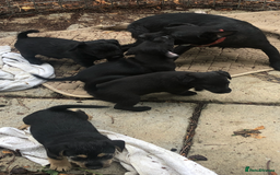 Mixed Breed dogs for sale: Patterdale Black puppies - Image 15