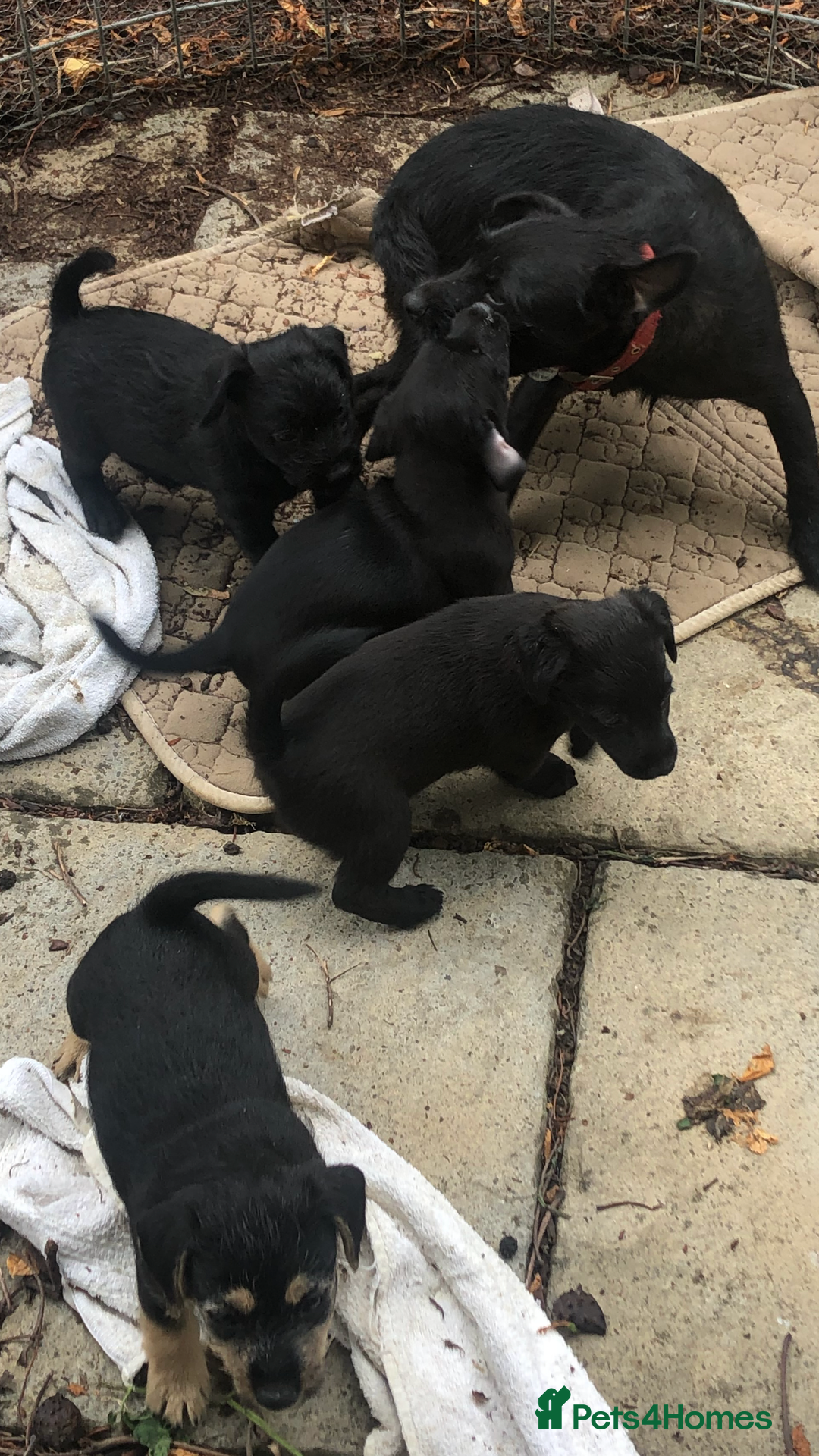 Mixed Breed dogs for sale: Patterdale Black puppies - Image 15