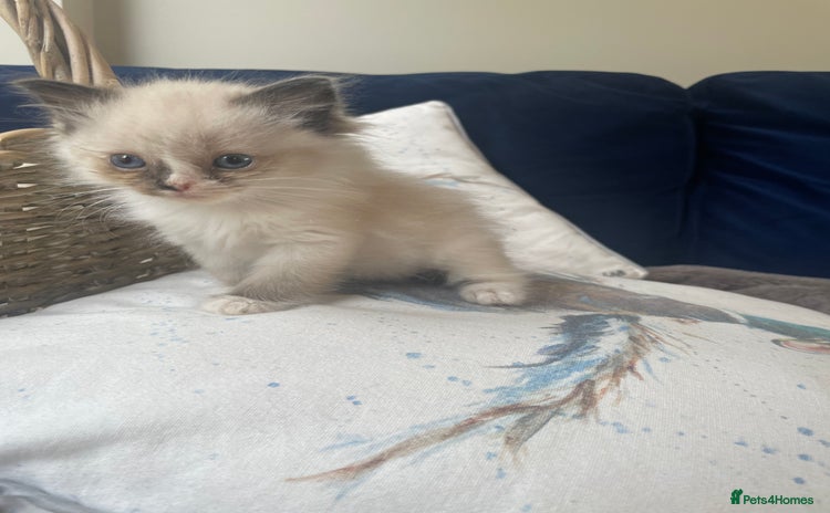 Ragdoll cats - Advert 1